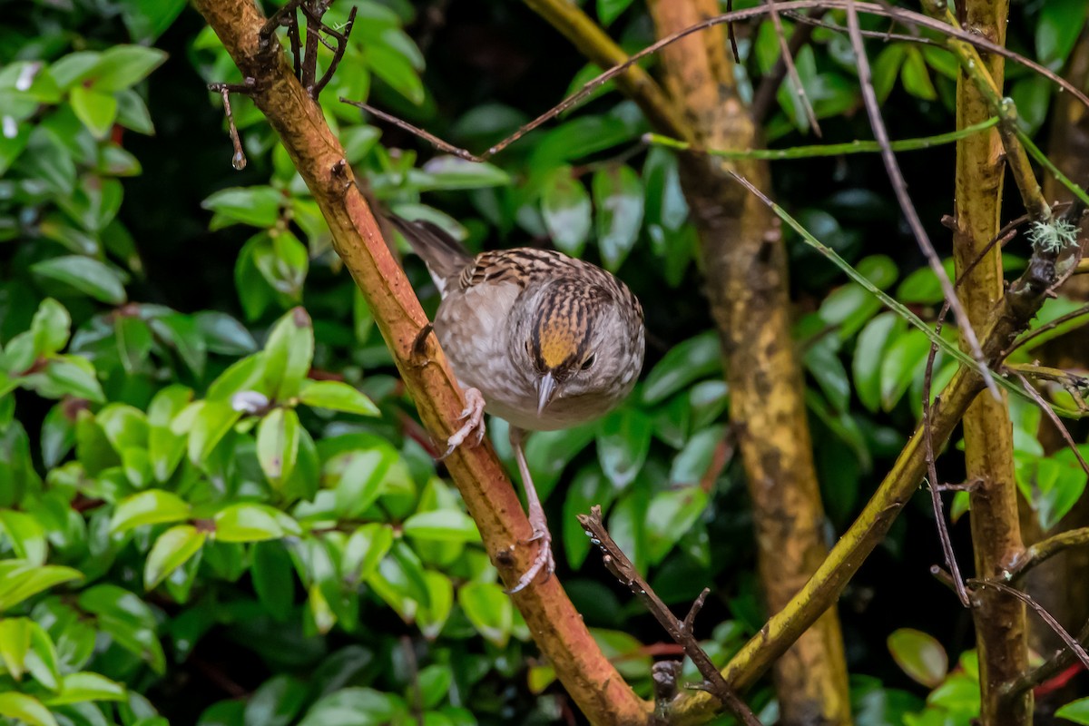 Chingolo Coronidorado - ML646861210