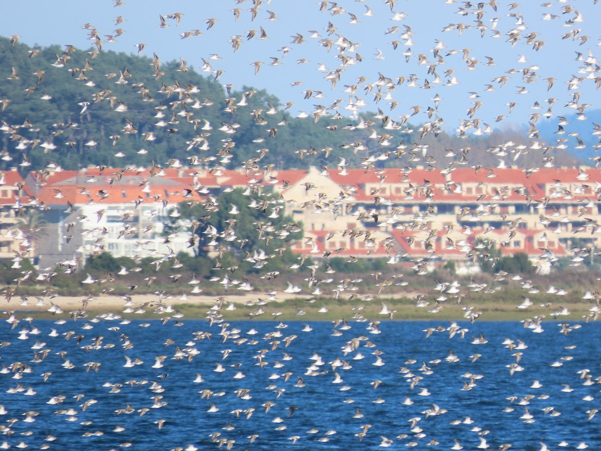 Чернозобик - ML646861211