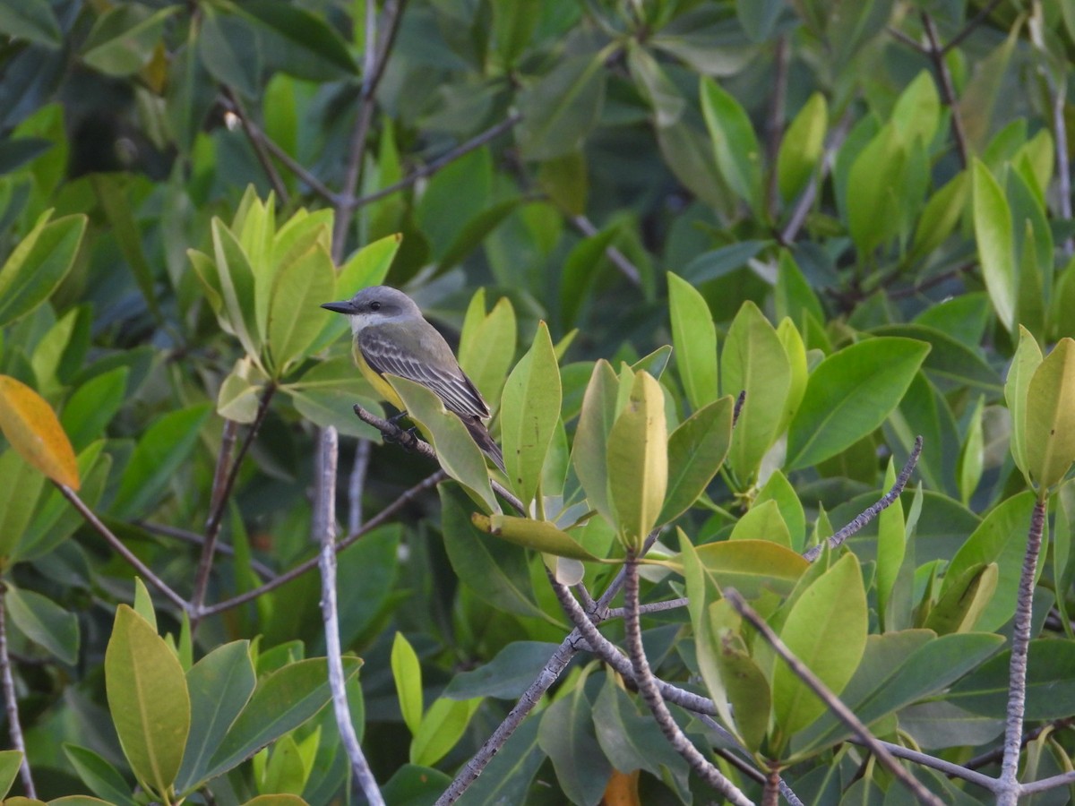 Tropical Kingbird - ML646861213