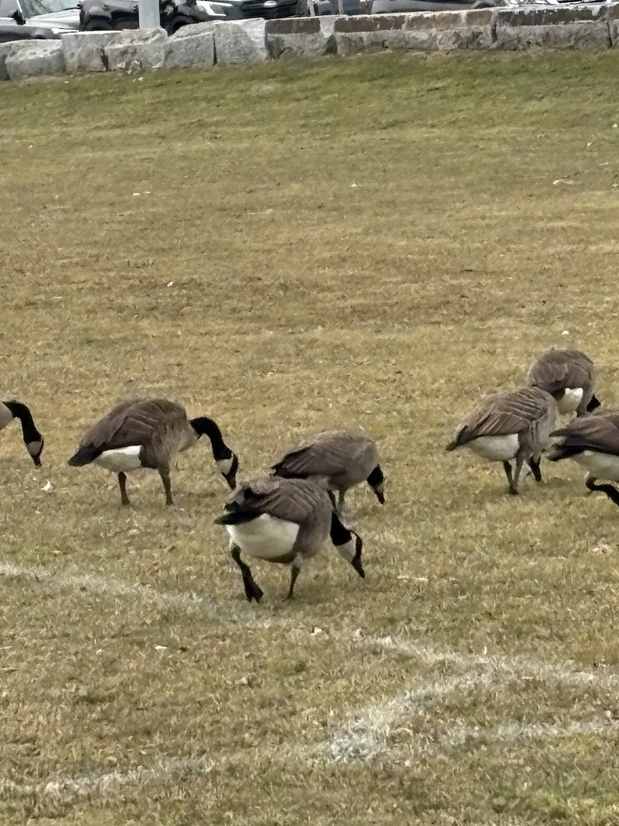 カナダガン - ML646861214