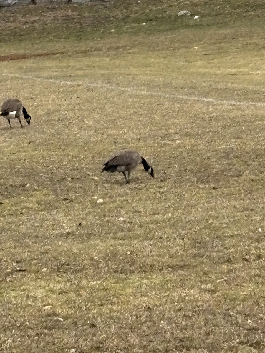 カナダガン - ML646861216