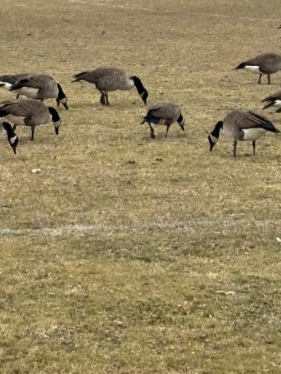 カナダガン - ML646861217