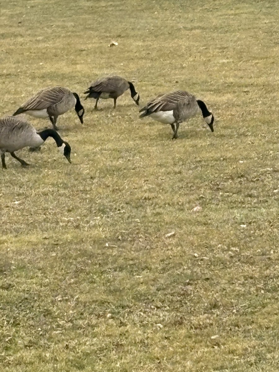 カナダガン - ML646861218