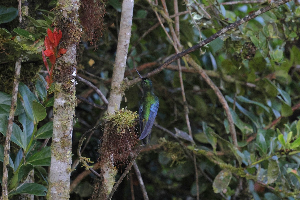 Great Sapphirewing - ML646861222