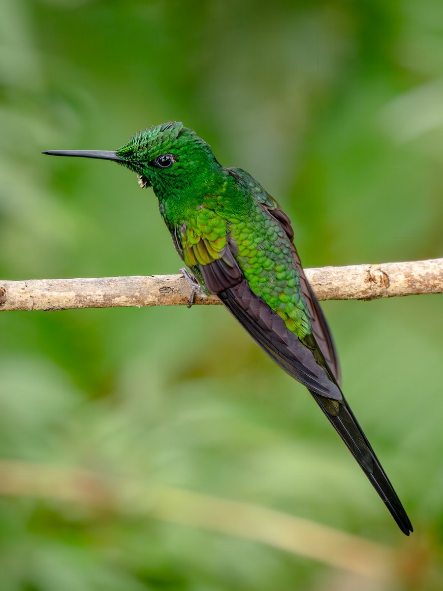 Empress Brilliant - ML646861224