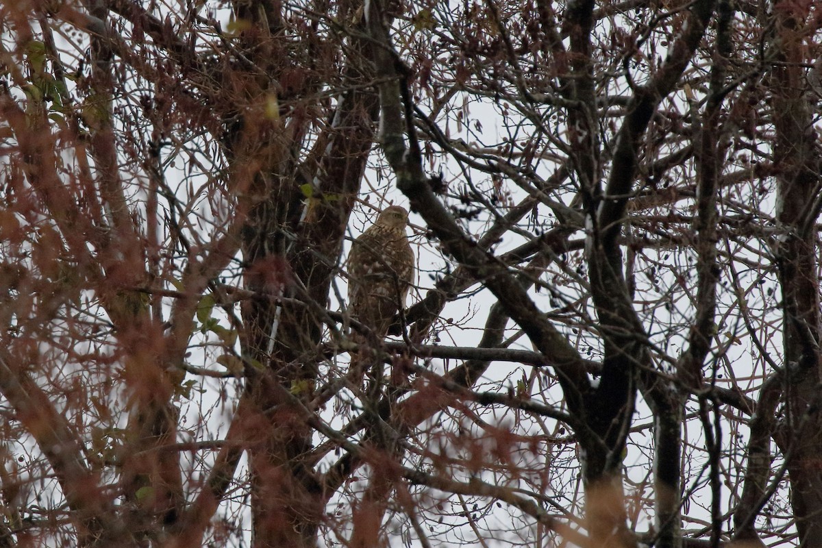 נץ גדול - ML646861225