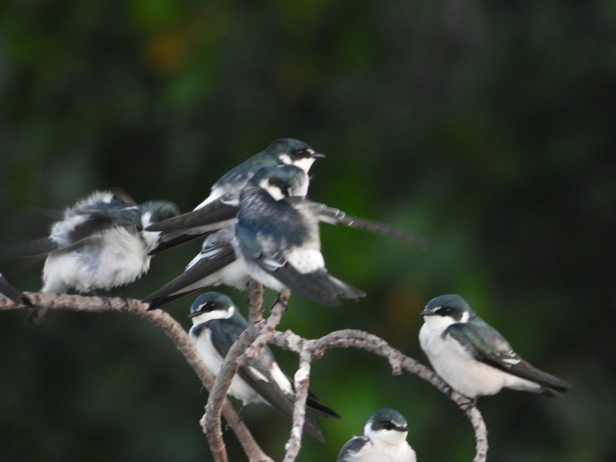 Mangrove Swallow - ML646861226