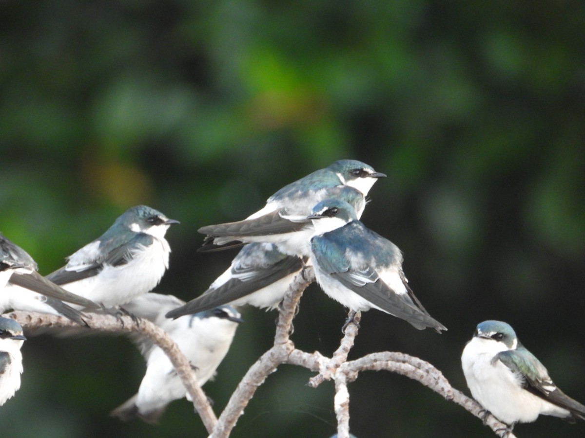 Mangrove Swallow - ML646861227