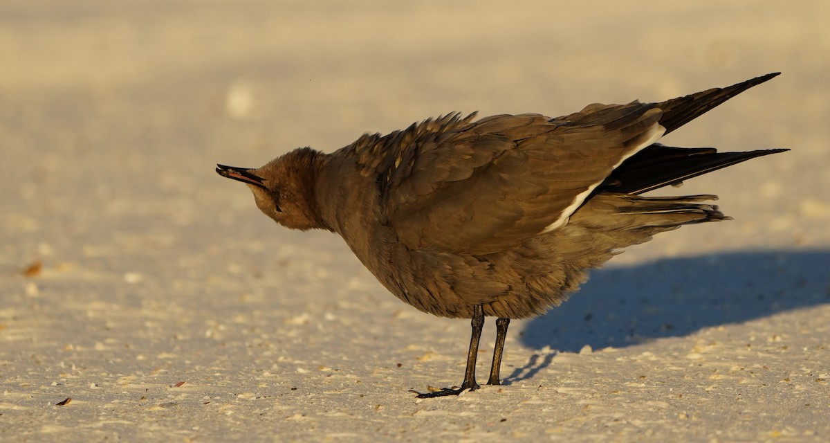 Antxeta grisa - ML646861230