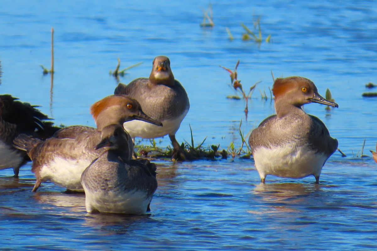 Kappensäger - ML646861231