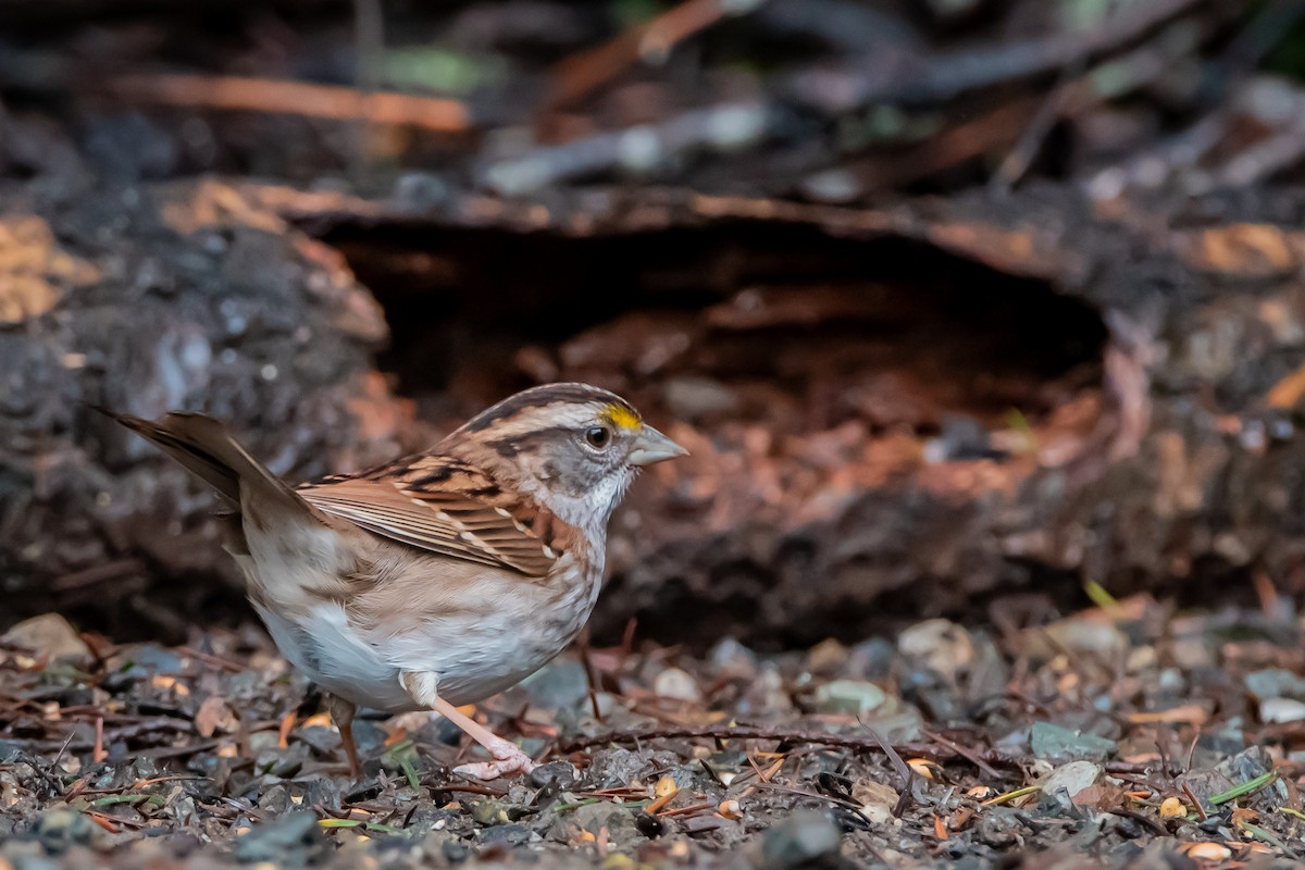 White-throated Sparrow - ML646861232