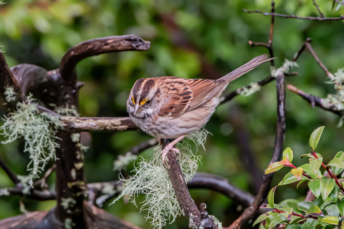 White-throated Sparrow - ML646861233