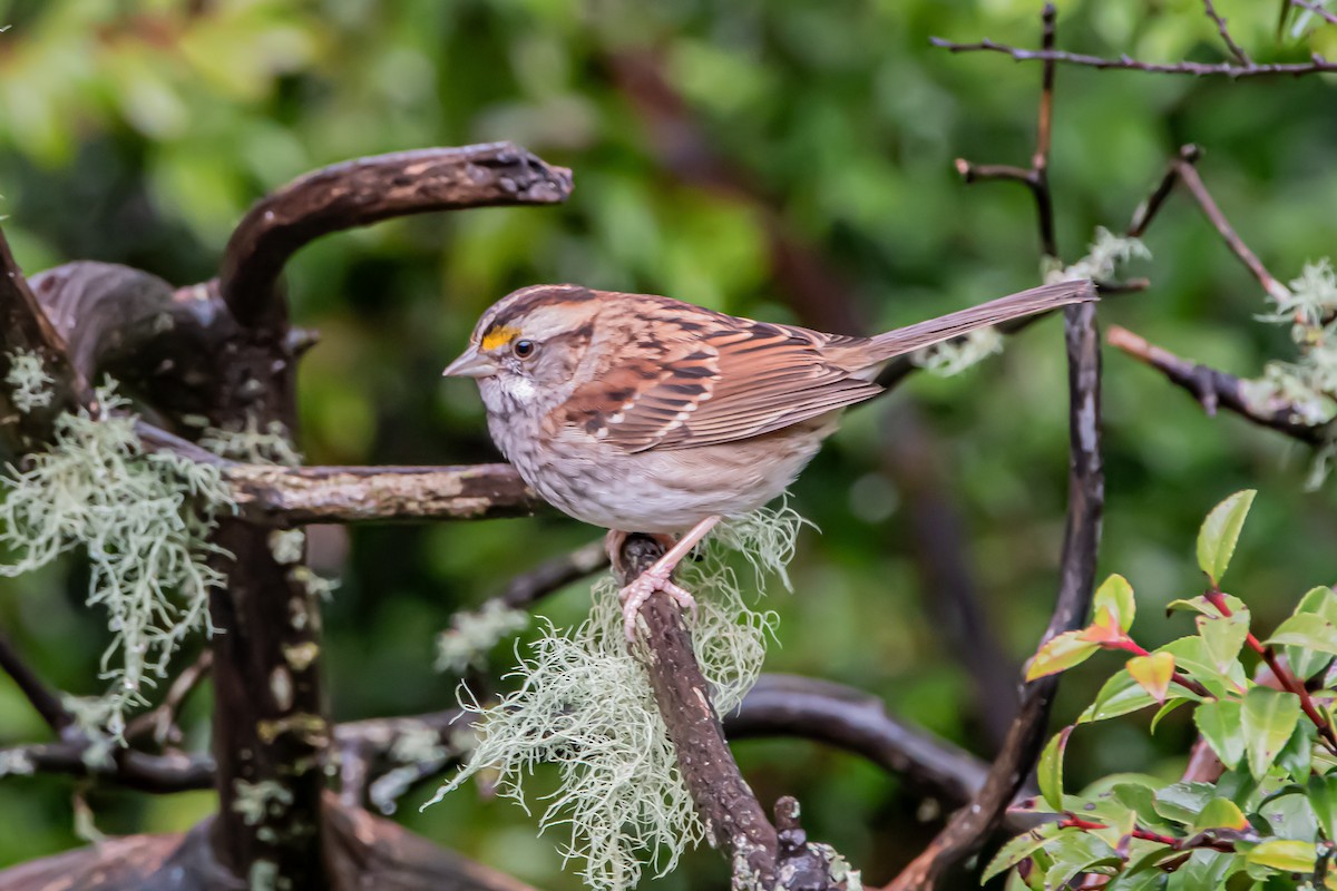 White-throated Sparrow - ML646861234