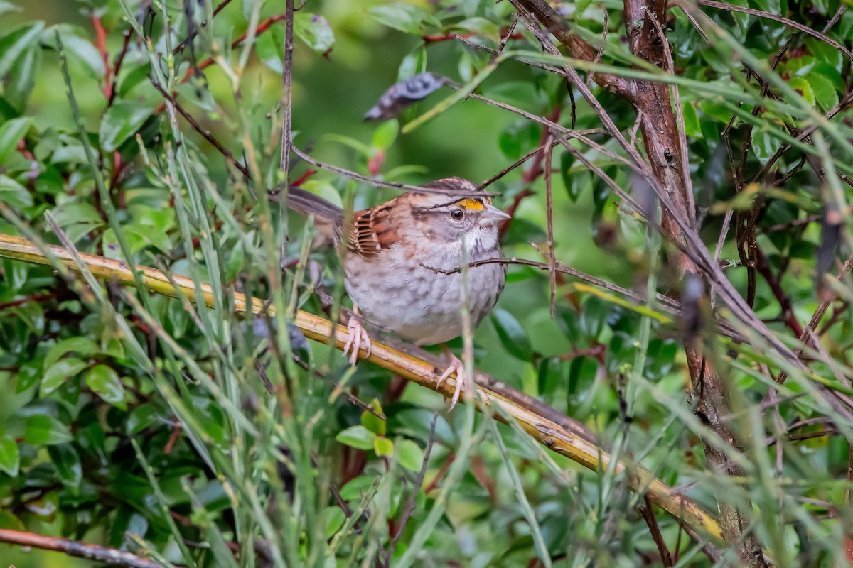 White-throated Sparrow - ML646861235