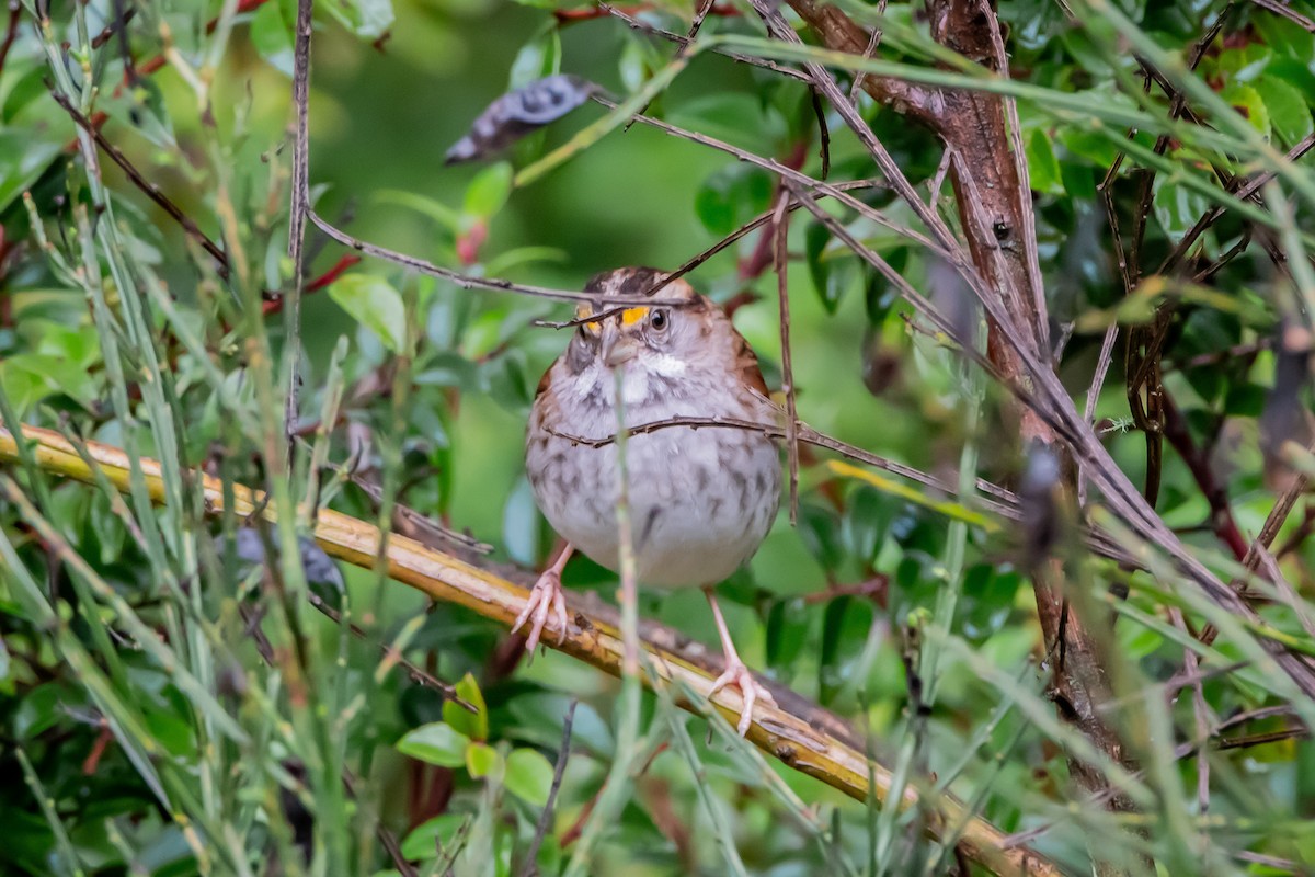 White-throated Sparrow - ML646861236