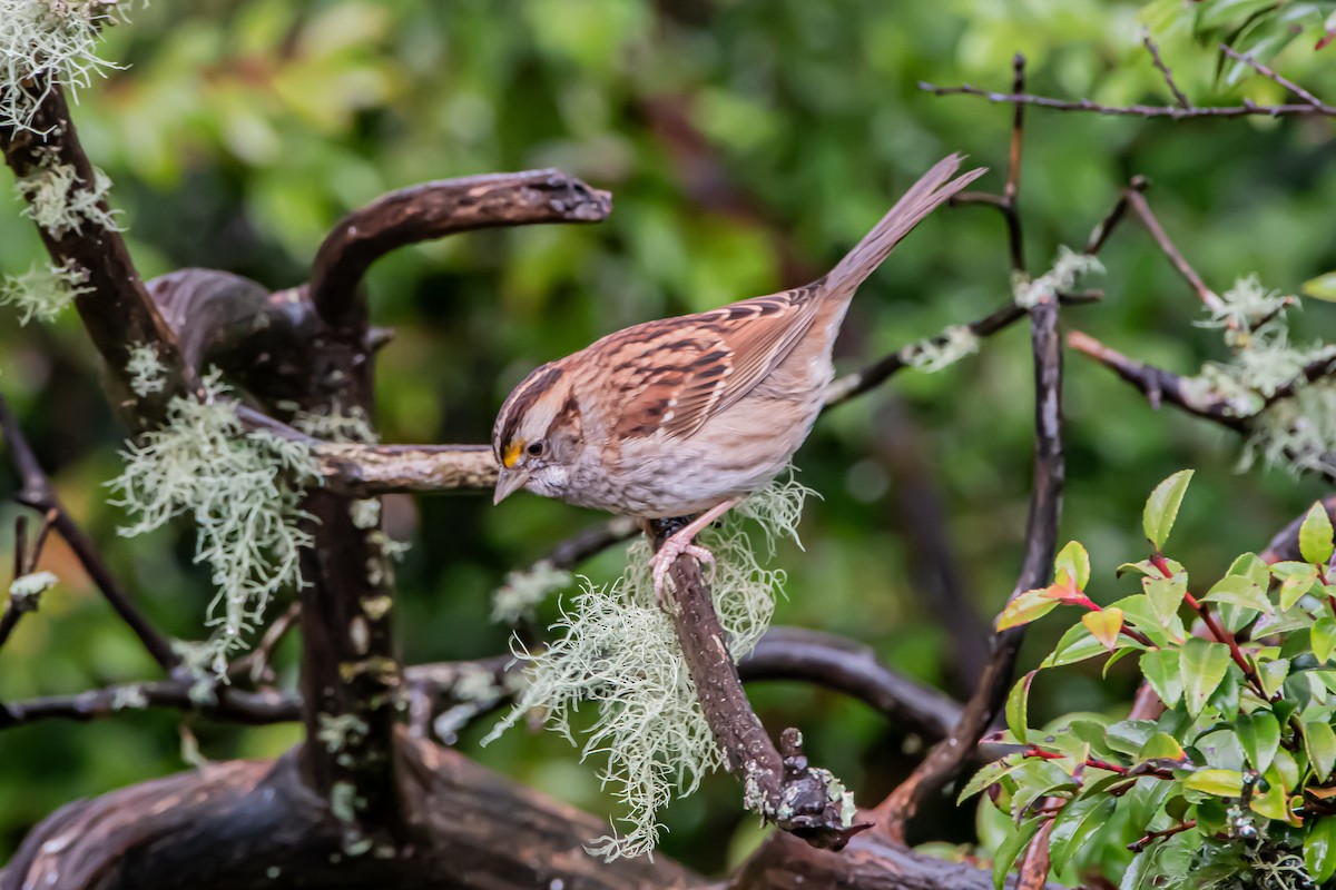White-throated Sparrow - ML646861237