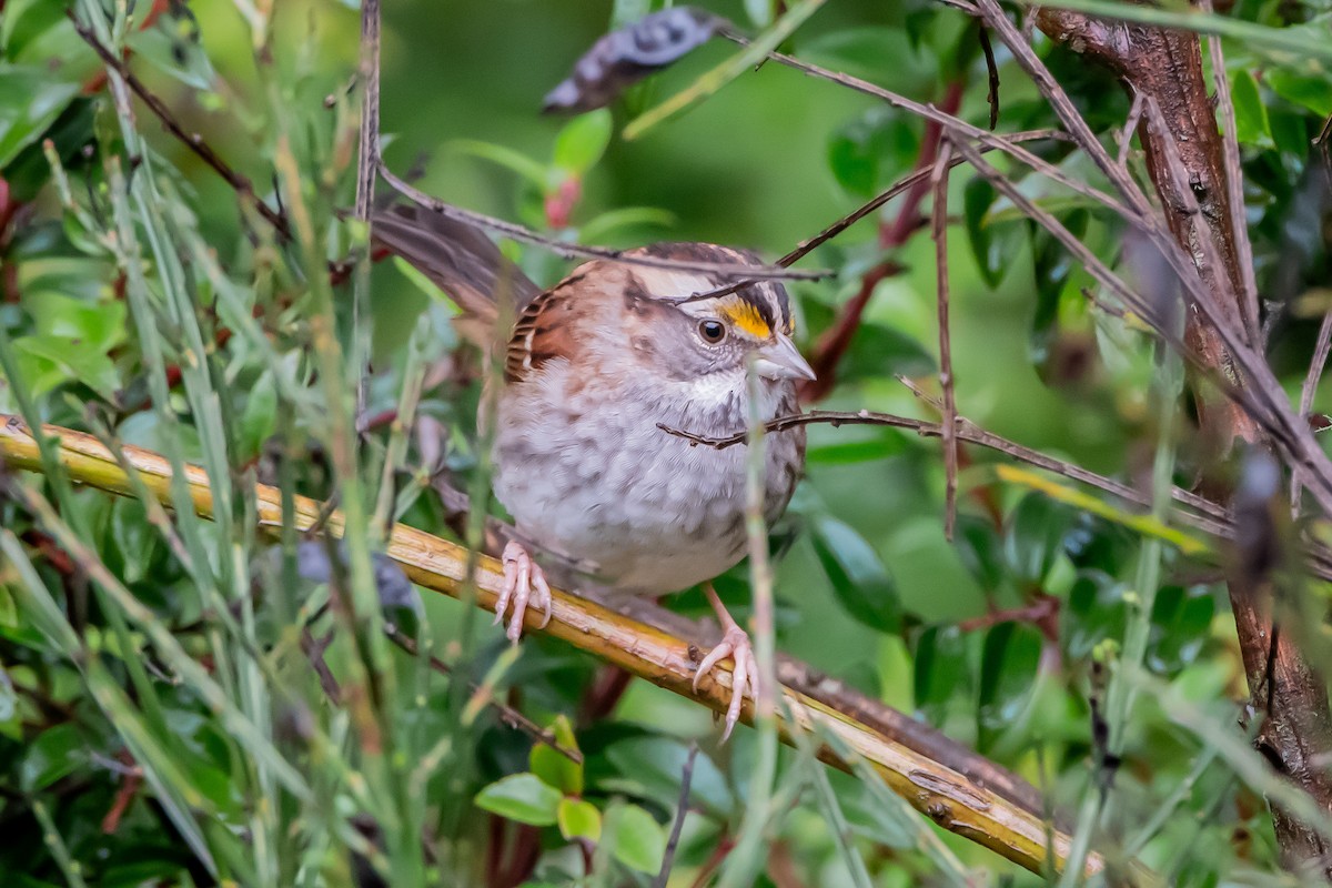 White-throated Sparrow - ML646861238
