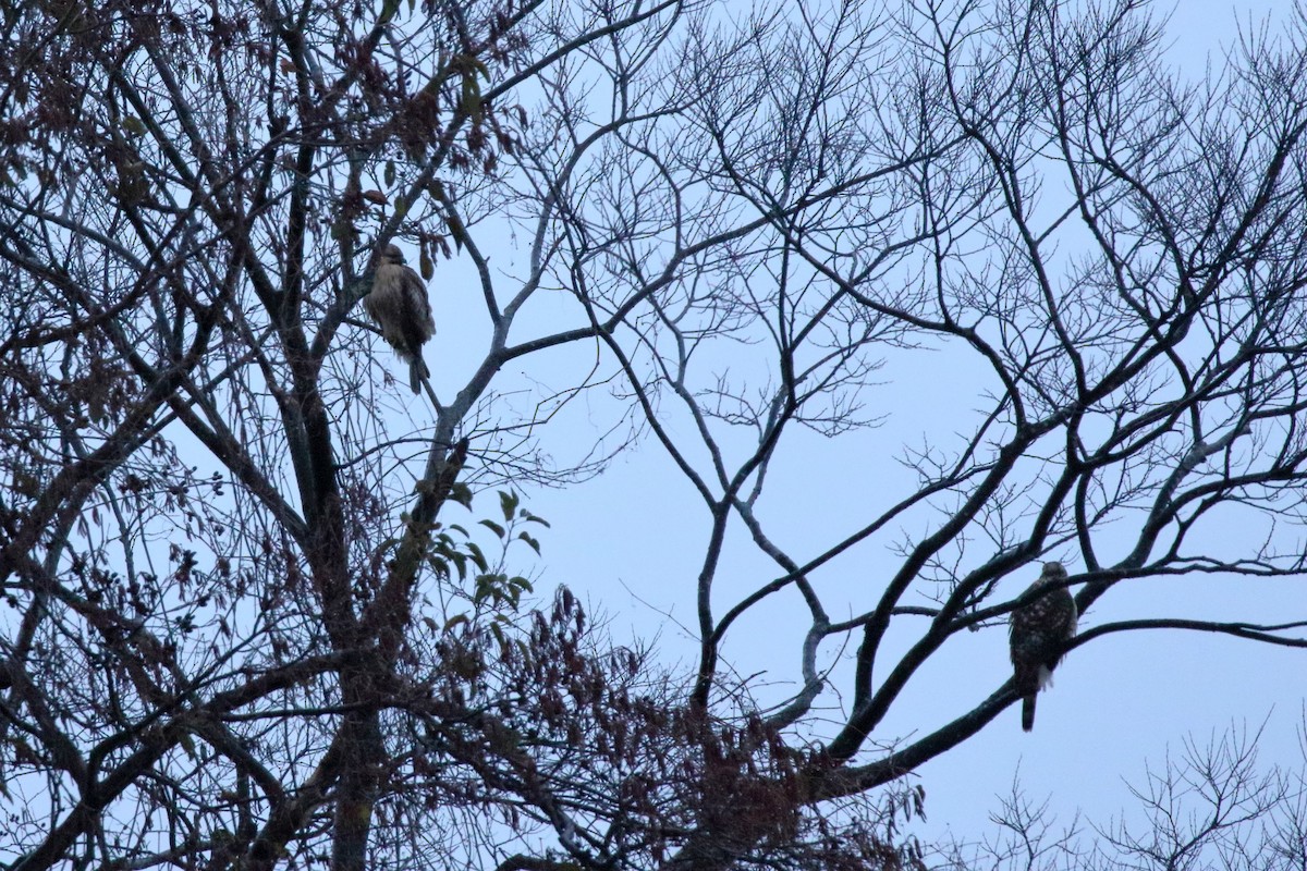 עקב יפני - ML646861239