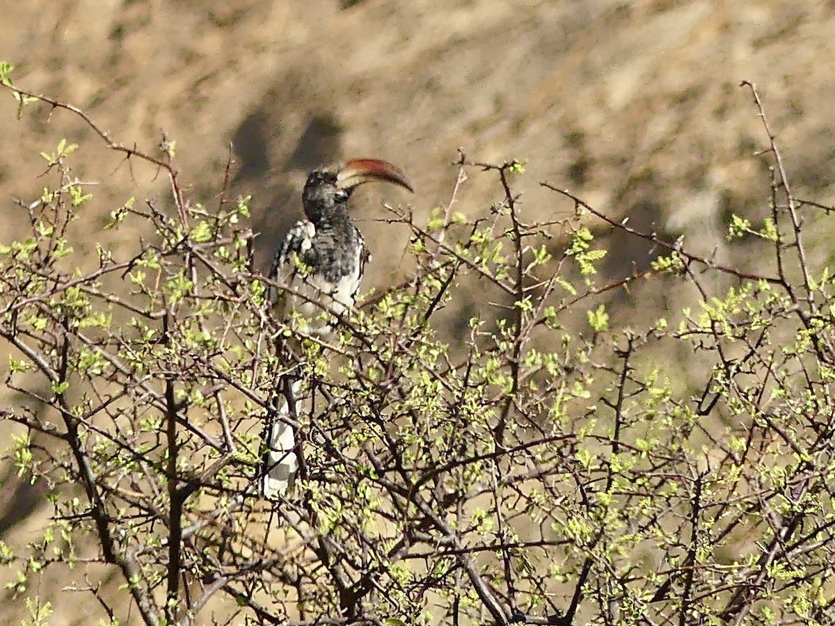 Monteiro's Hornbill - ML646861240