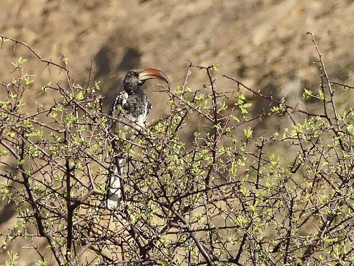 Monteiro's Hornbill - ML646861241