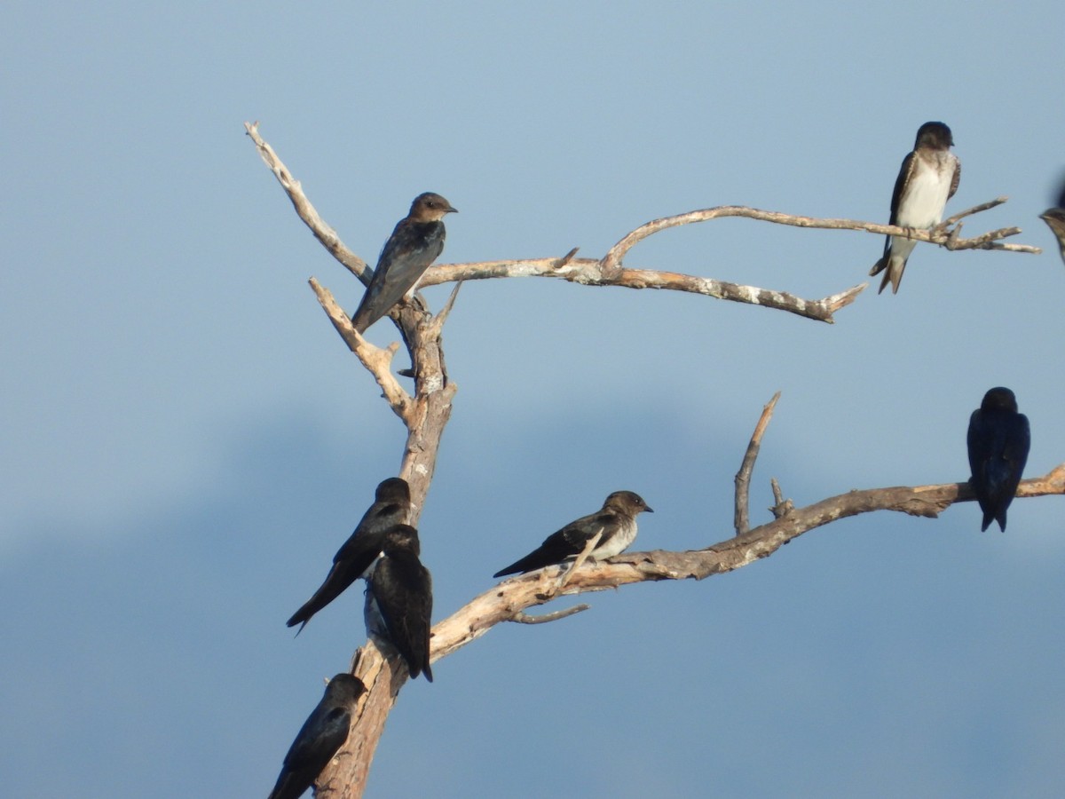 Gri Göğüslü Kırlangıç - ML646861243