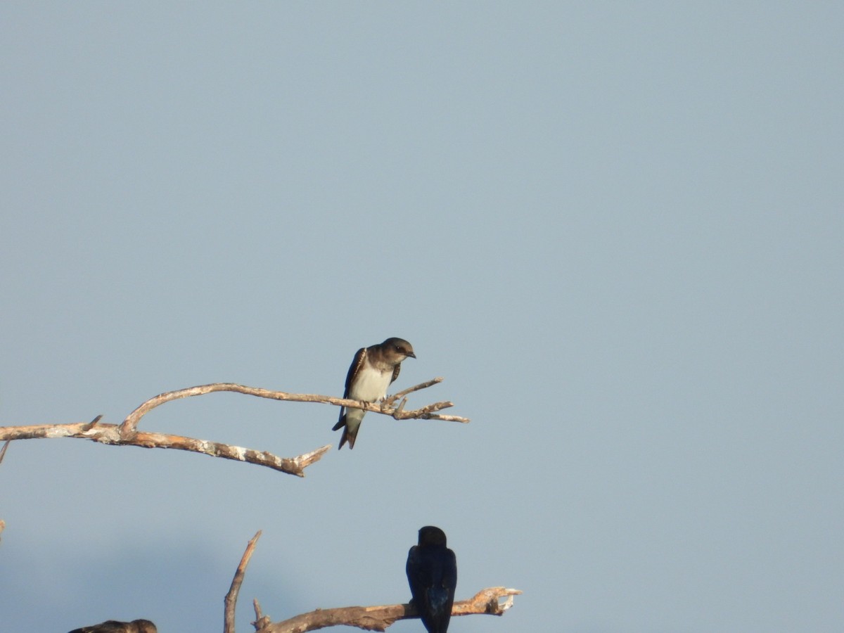 Gri Göğüslü Kırlangıç - ML646861244