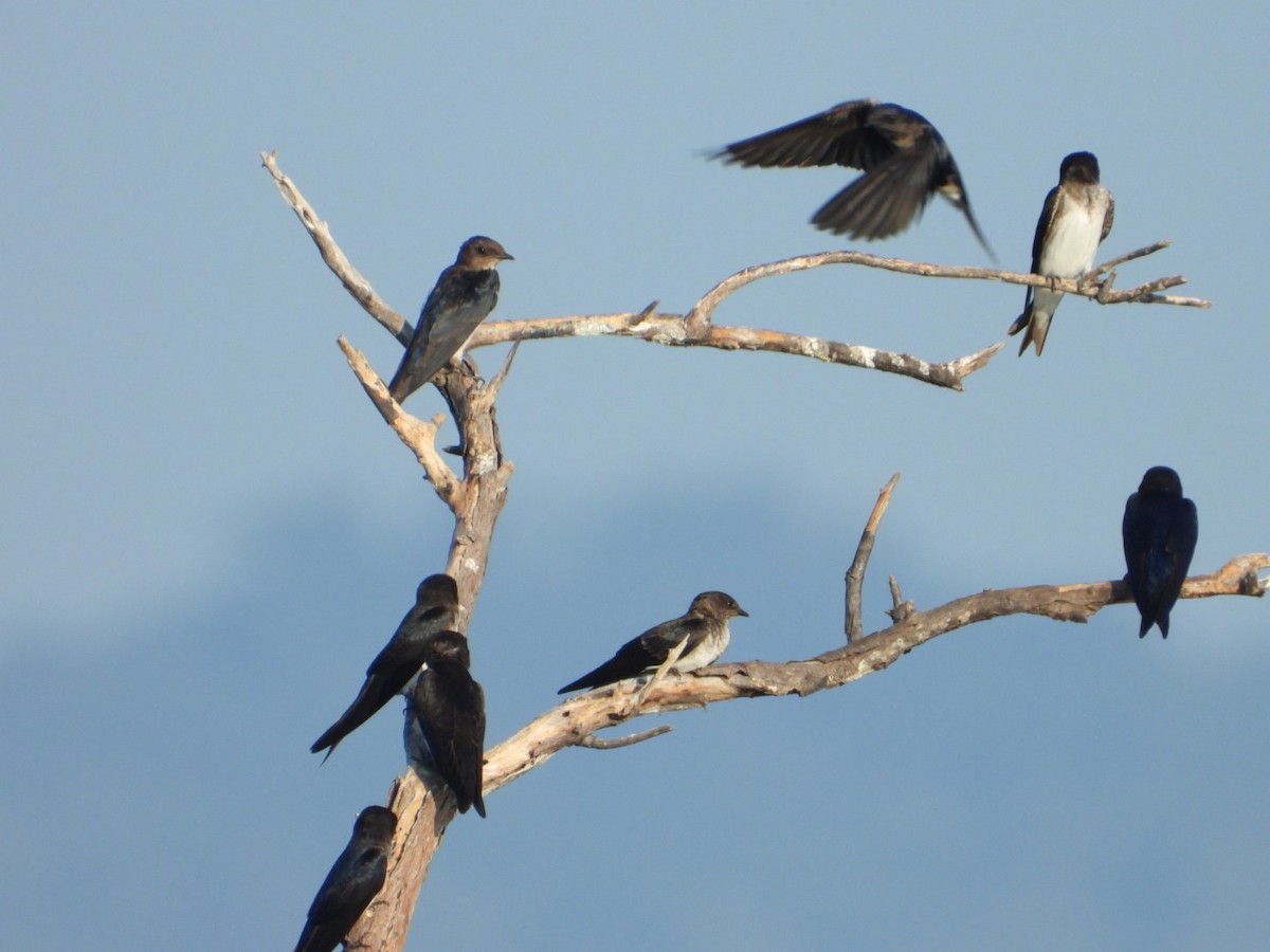 Gri Göğüslü Kırlangıç - ML646861245