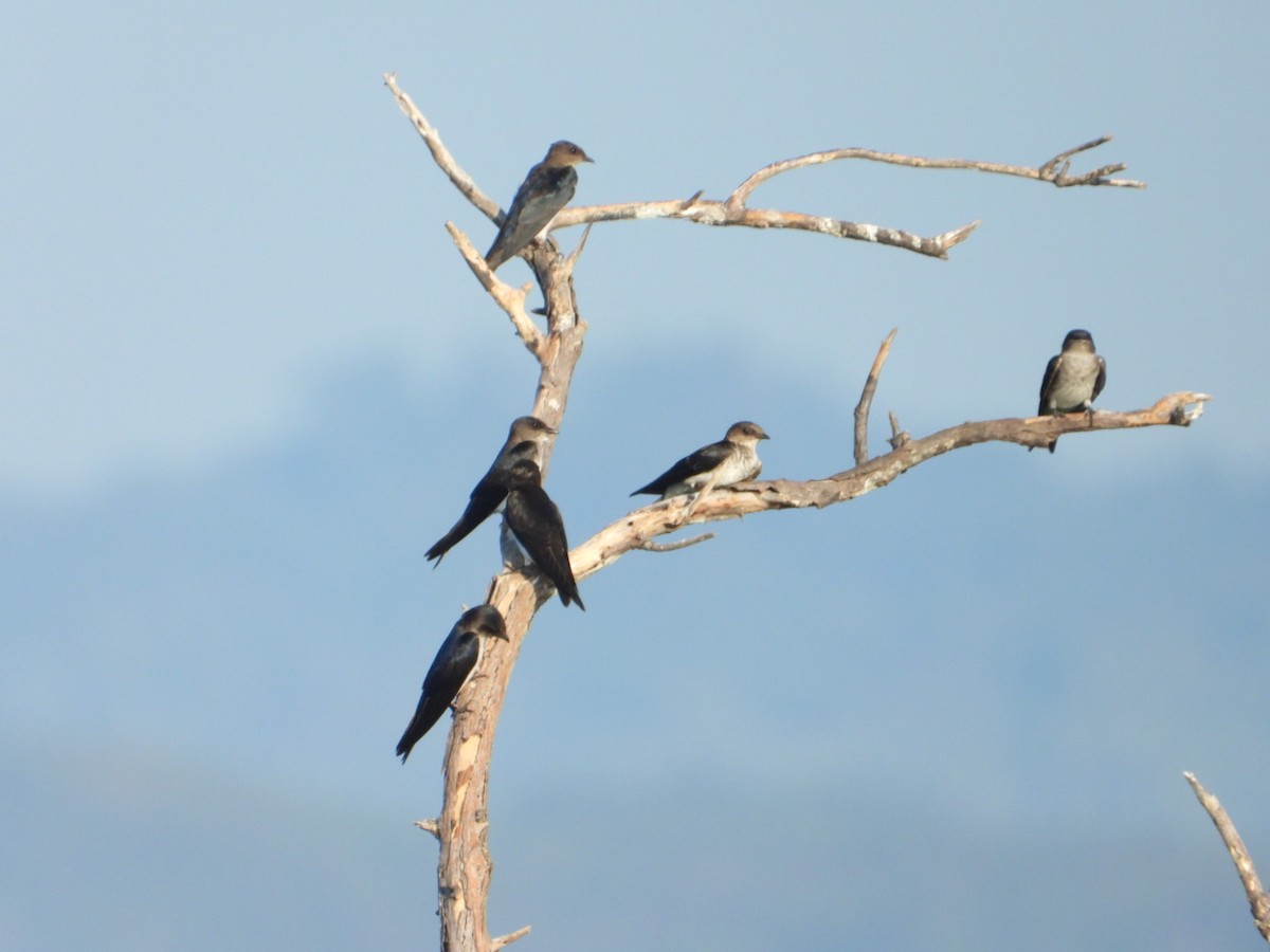 Gri Göğüslü Kırlangıç - ML646861246