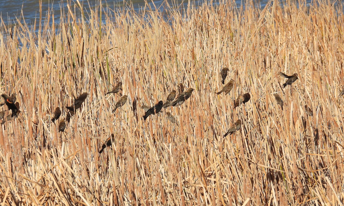 Red-winged Blackbird - ML646861248