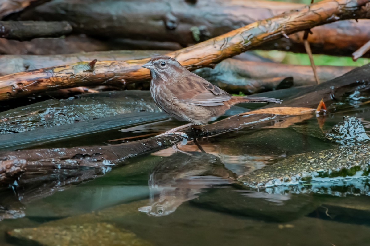 Song Sparrow - ML646861252