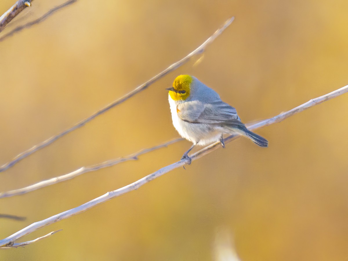 moudivláček žlutohlavý - ML646861253