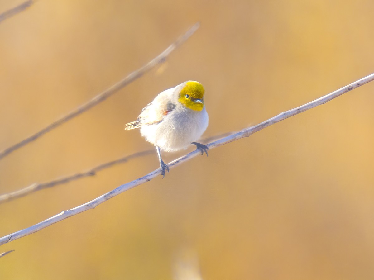 moudivláček žlutohlavý - ML646861254