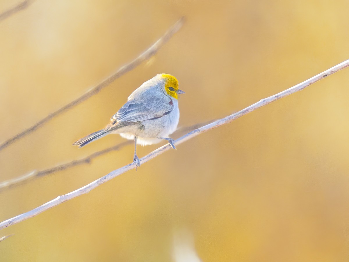 moudivláček žlutohlavý - ML646861255