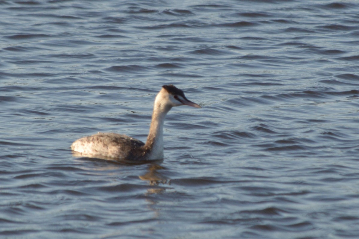 Svasso maggiore - ML646861256