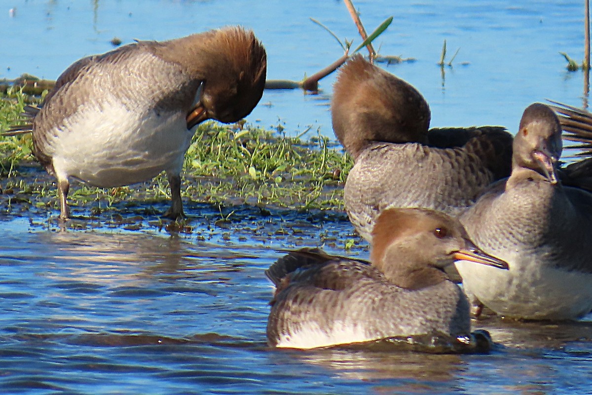 Kappensäger - ML646861257