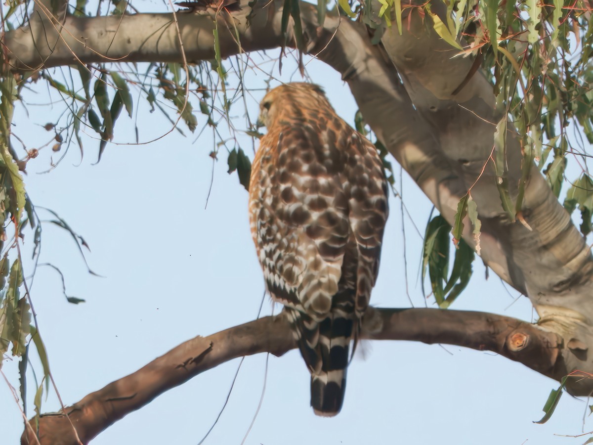 Red-shouldered Hawk - ML646861258