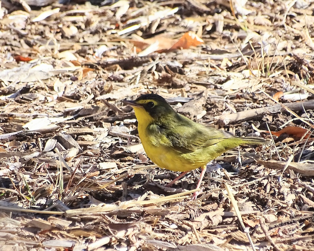 סבכון קנטקי - ML646861261