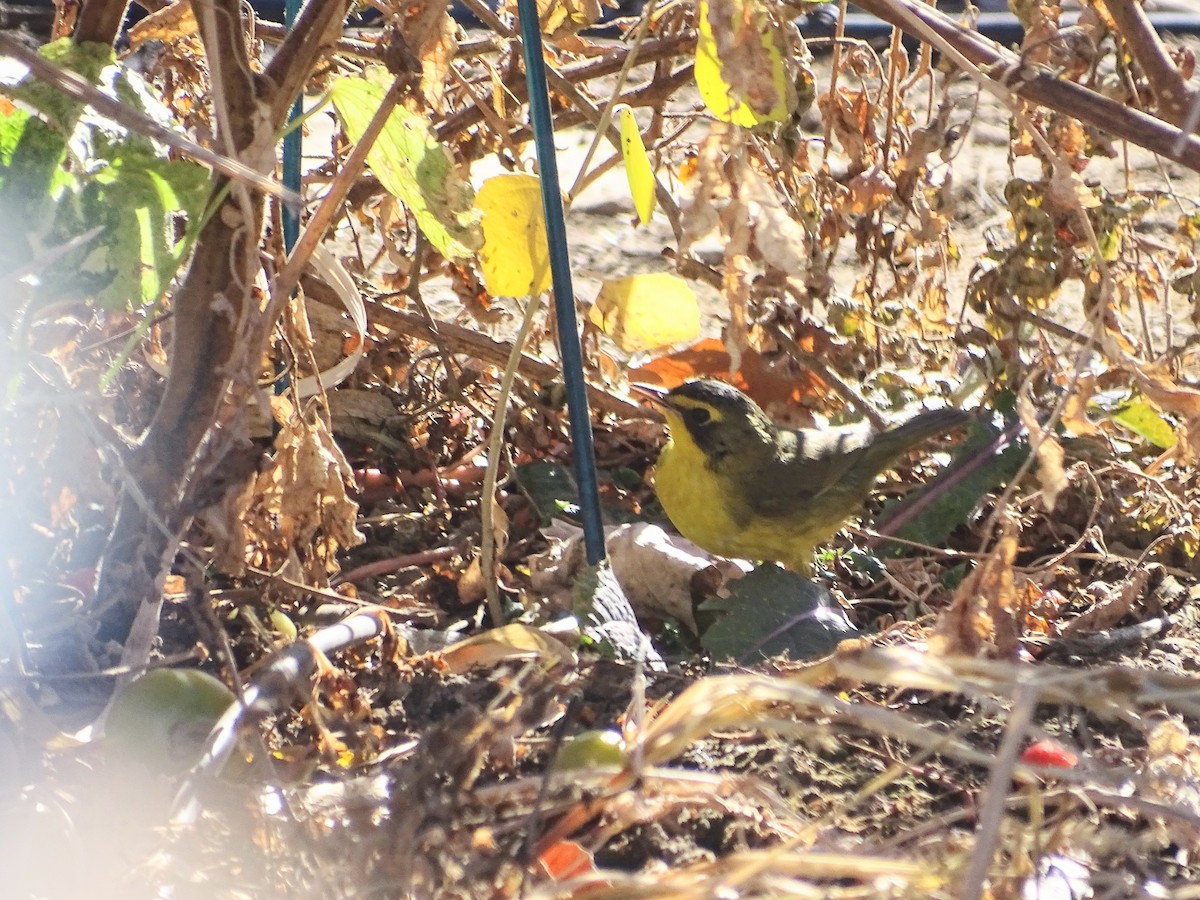 סבכון קנטקי - ML646861262
