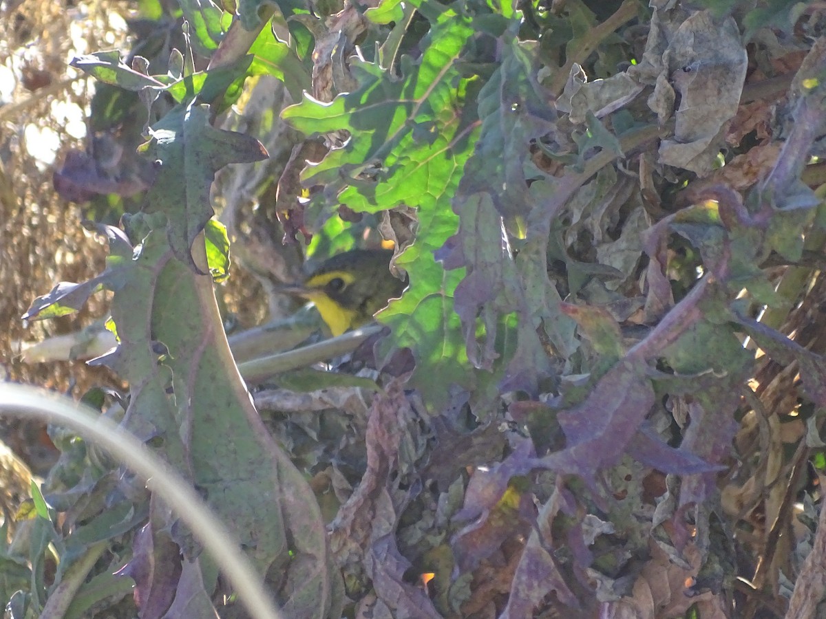 סבכון קנטקי - ML646861263