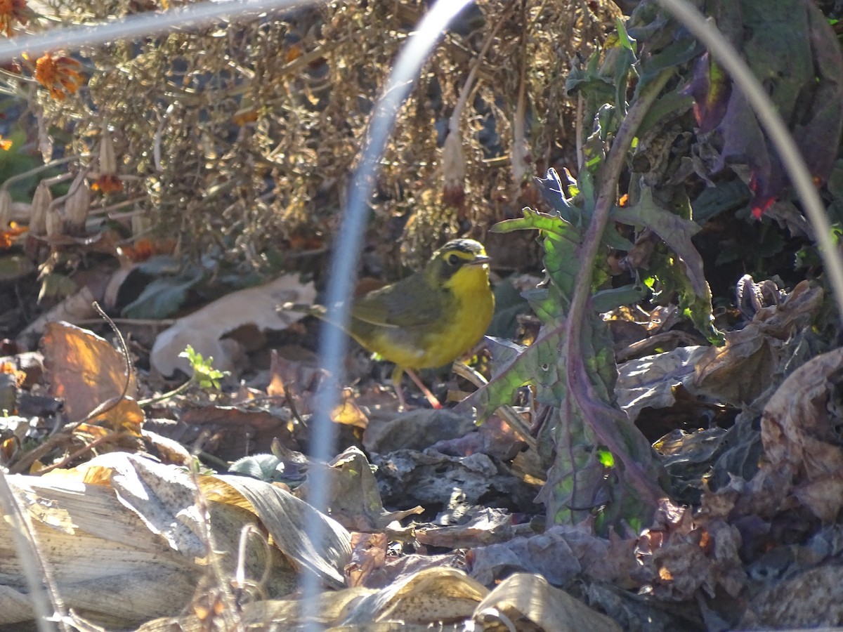 סבכון קנטקי - ML646861264