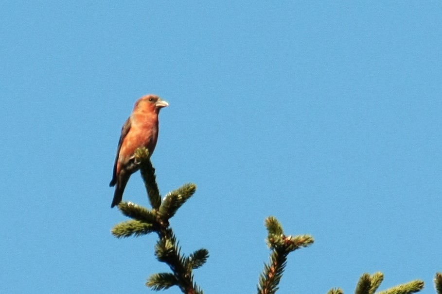 Red Crossbill - ML646861267