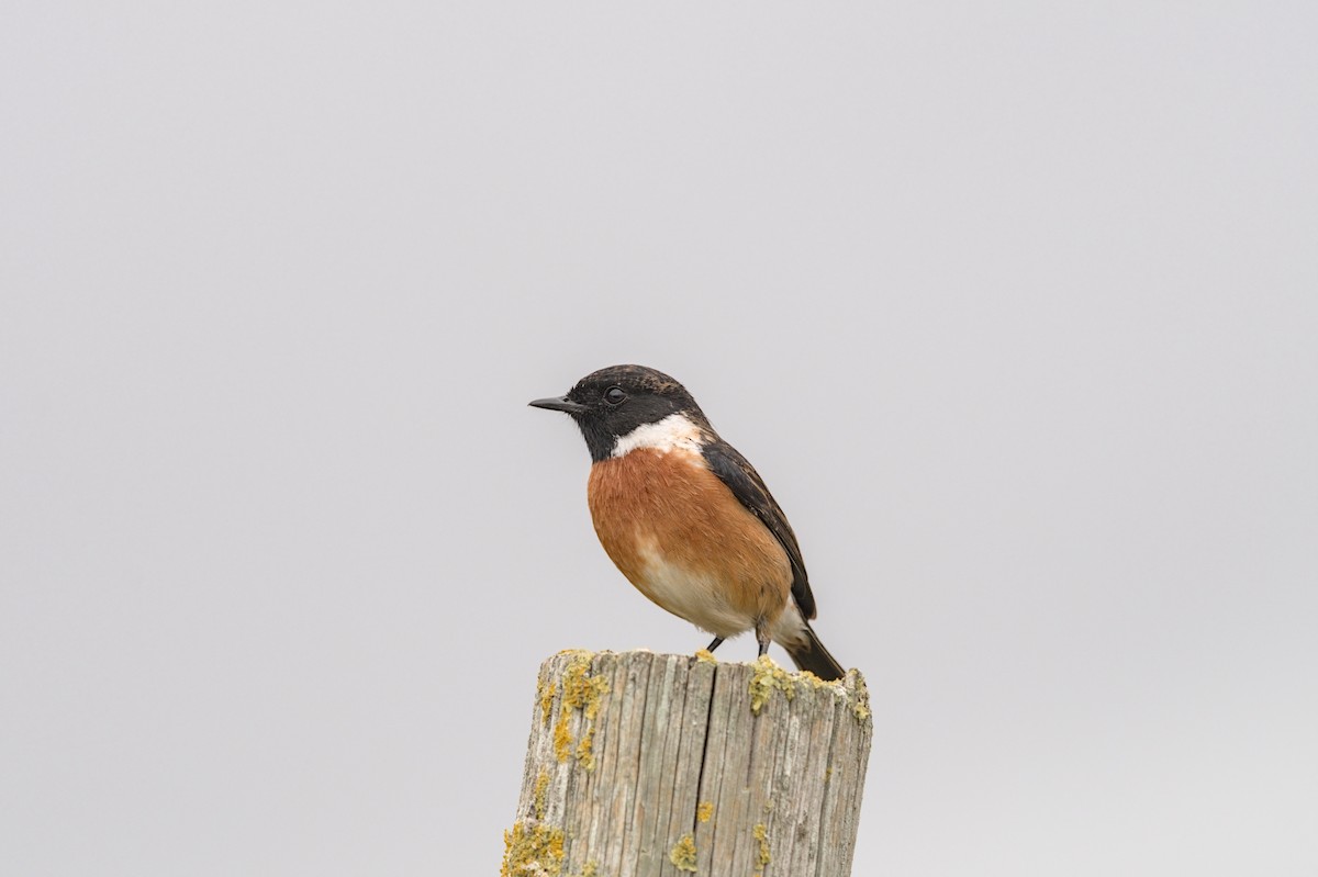 European Stonechat - ML646861270
