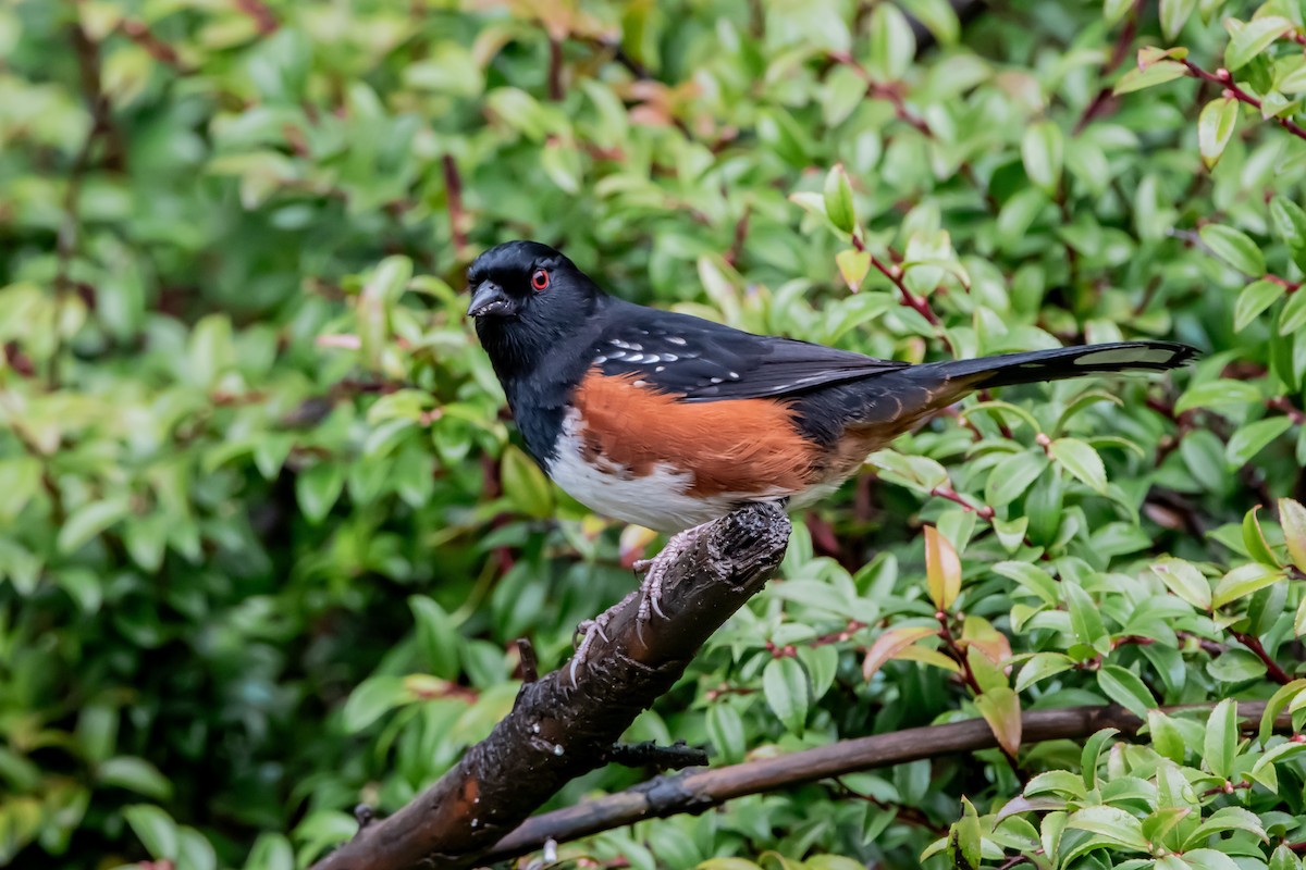 Spotted Towhee - ML646861274