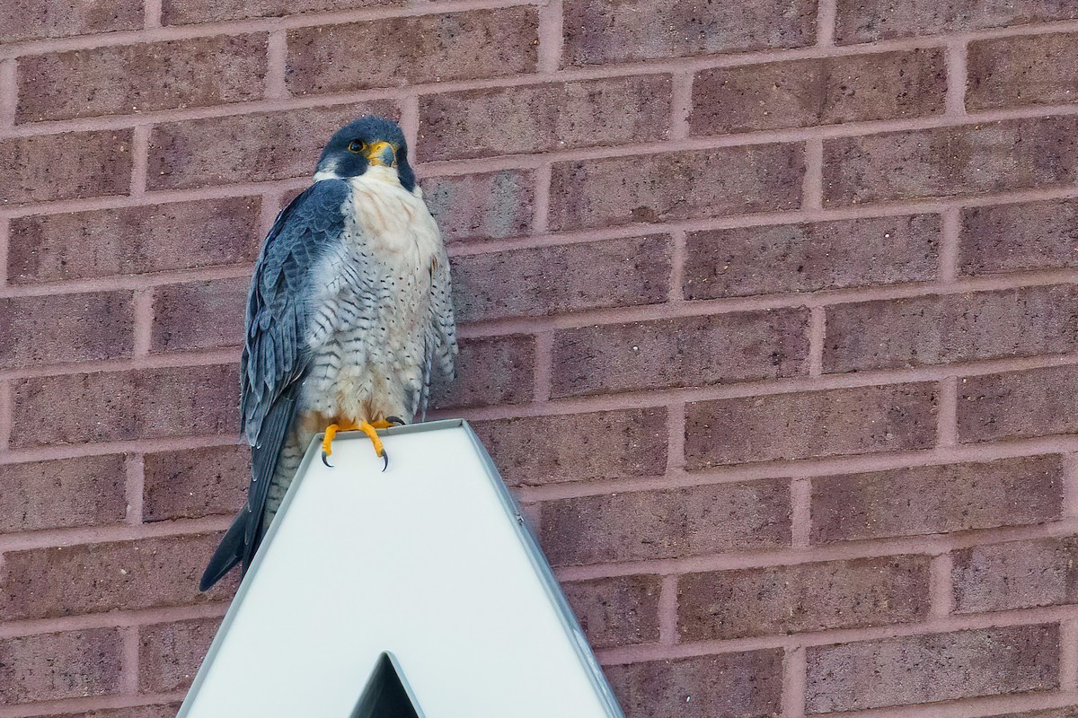 Belatz handia - ML646861275