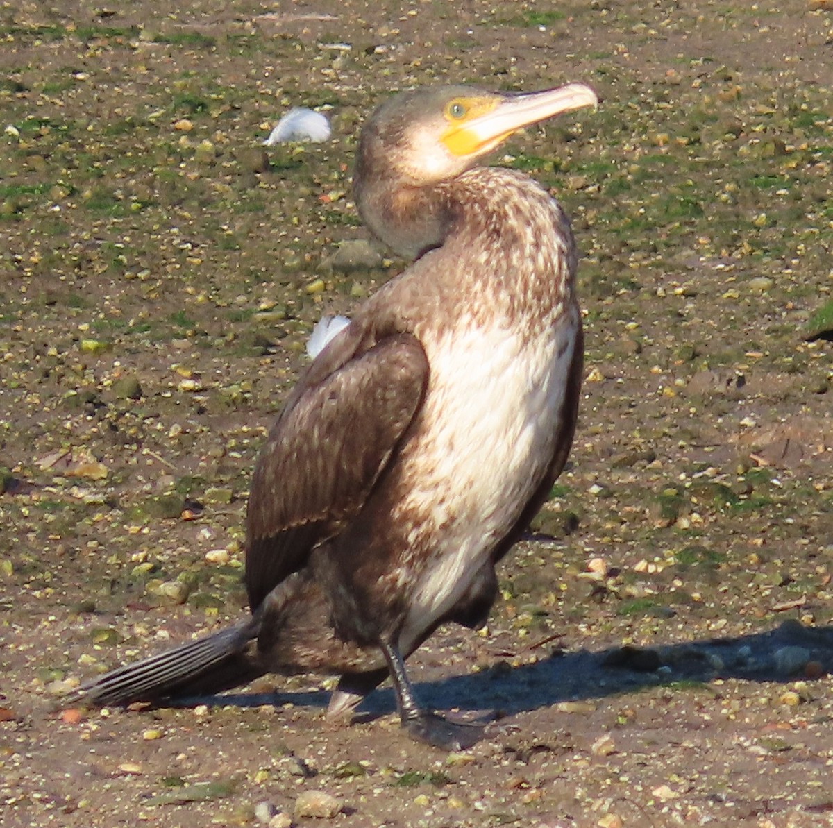 Great Cormorant - ML646861277
