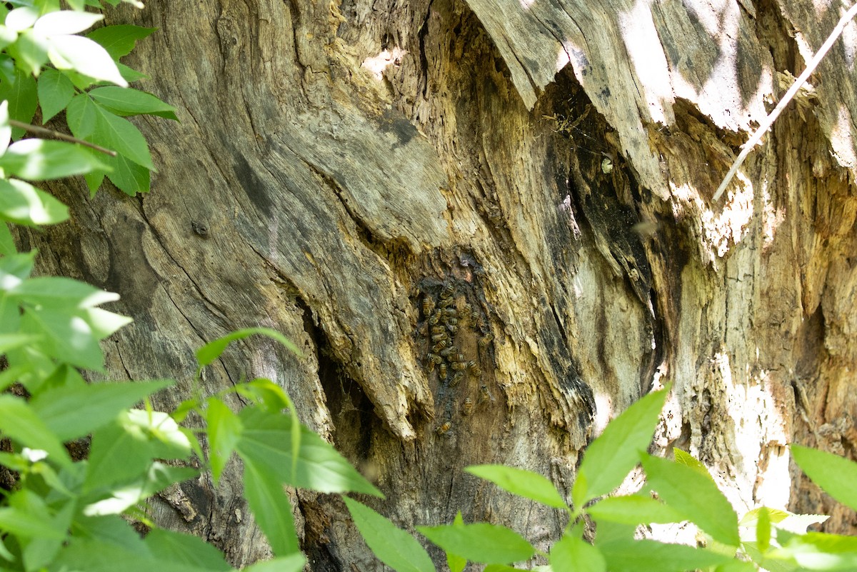 Western Honey Bee - ML646861279