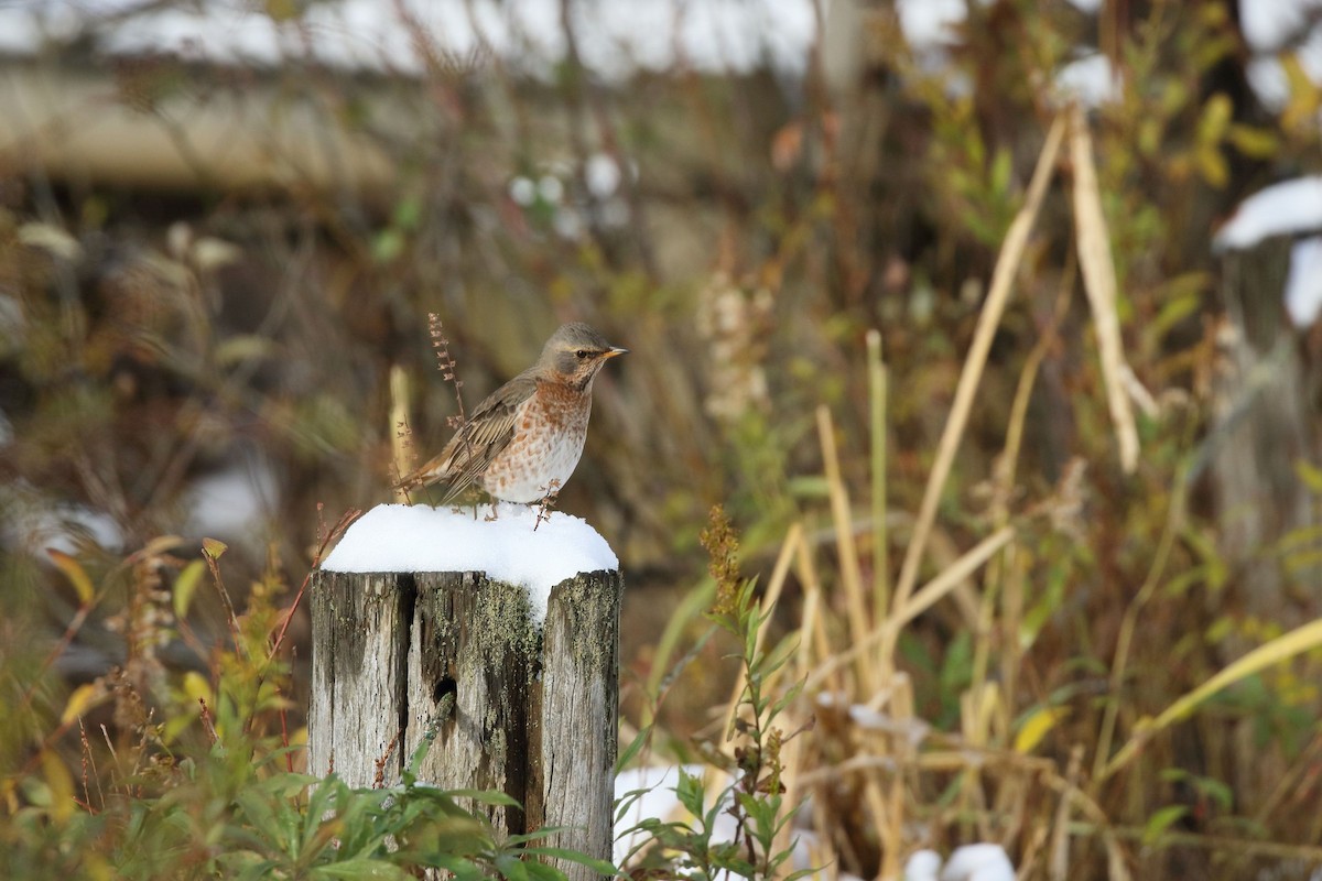 קיכלי חלודי - ML646861280
