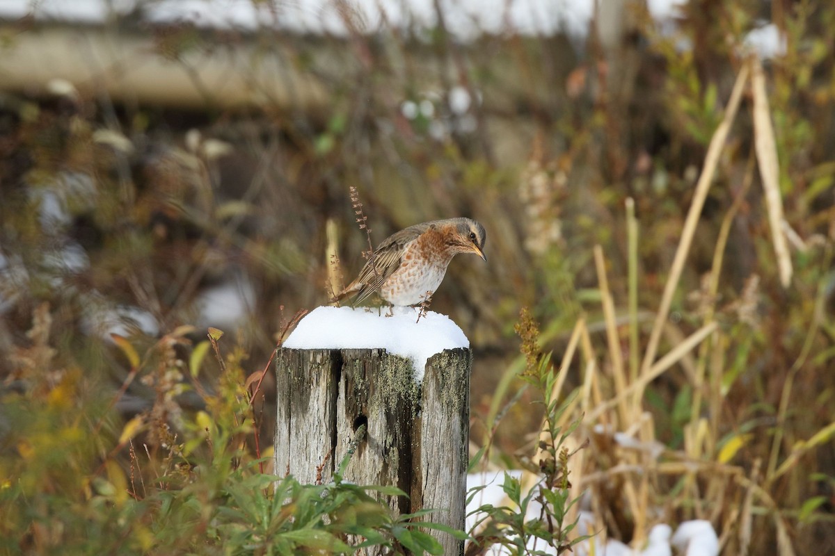 קיכלי חלודי - ML646861281