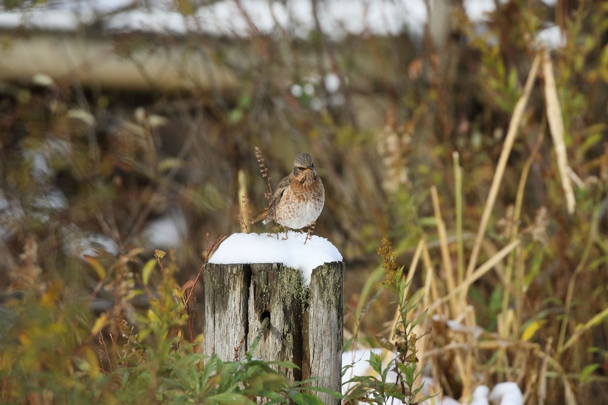 קיכלי חלודי - ML646861282