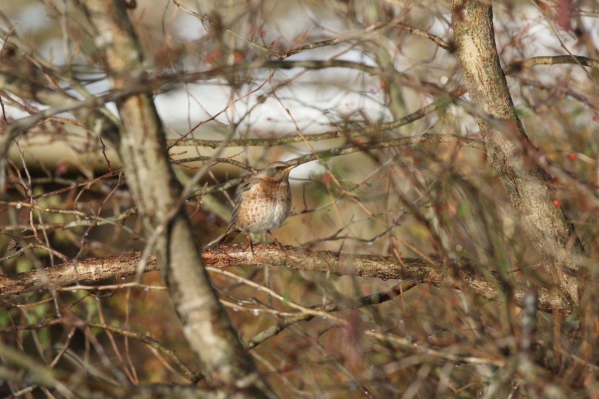 קיכלי חלודי - ML646861283